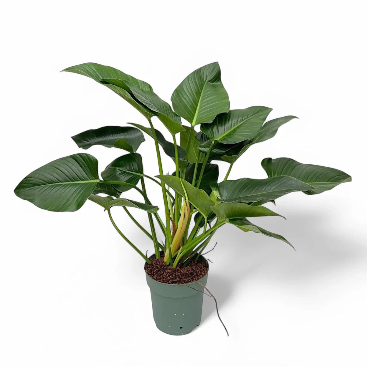 Philodendron 'Green beauty' potted plant in nursery pot on white background.