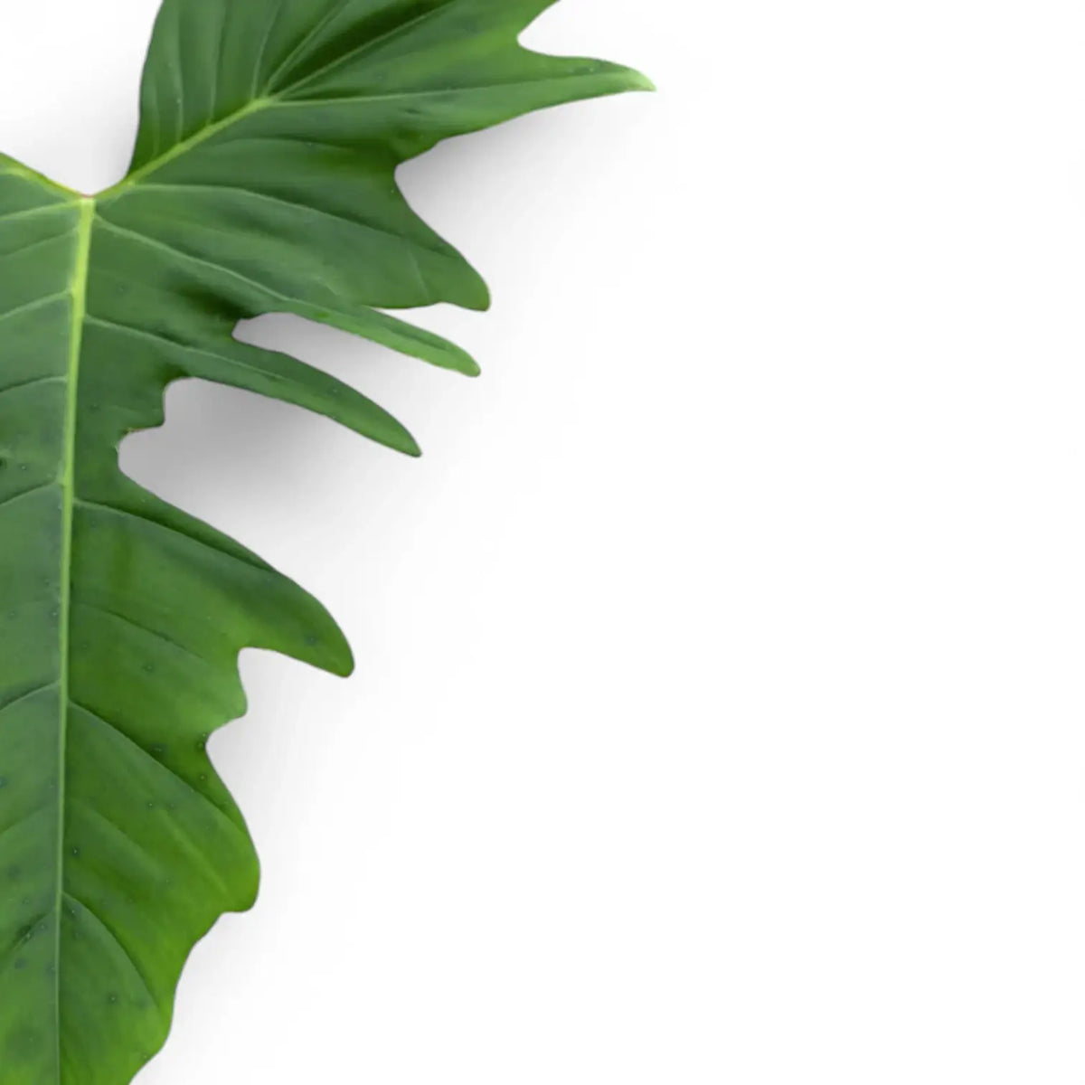 Philodendron 'Green dragon' leaf close-up on white background.