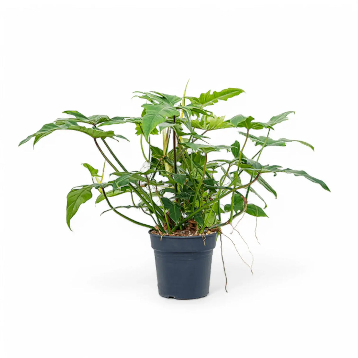 Philodendron 'Green dragon' potted plant in nursery pot on white background.