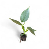 Philodendron hastatum 'Silver queen' ('Silver Sword') potted plant in nursery pot on white background.