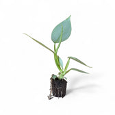 Philodendron hastatum 'Silver queen' ('Silver Sword') potted plant in nursery pot on white background.