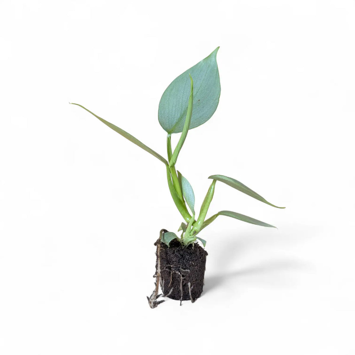 Philodendron hastatum 'Silver queen' ('Silver Sword') potted plant in nursery pot on white background.