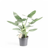 Philodendron hastatum 'Silver queen' ('Silver Sword') potted plant in nursery pot on white background.