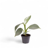 Philodendron hastatum 'Silver queen' ('Silver Sword') potted plant in nursery pot on white background.