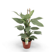 Philodendron hastatum 'Silver queen' ('Silver Sword') potted plant in nursery pot on white background.