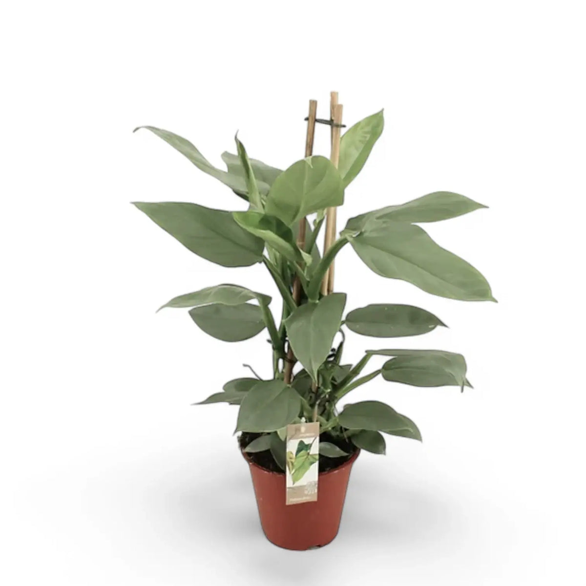 Philodendron hastatum 'Silver queen' ('Silver Sword') potted plant in nursery pot on white background.