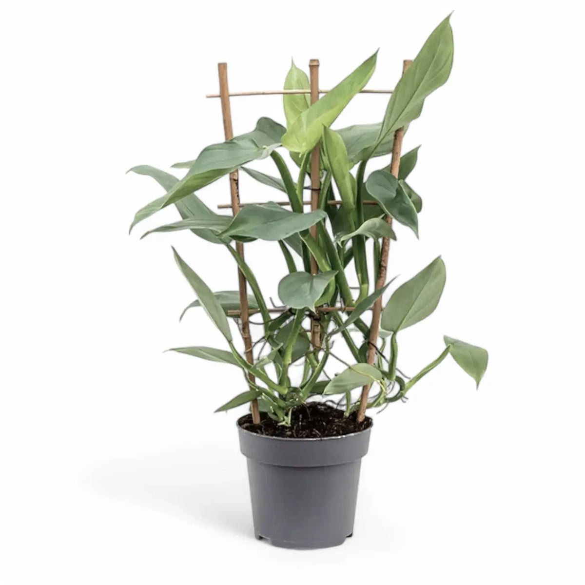 Philodendron hastatum 'Silver queen' ('Silver Sword') potted plant in nursery pot on white background.