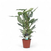 Philodendron hastatum 'Silver queen' ('Silver Sword') potted plant in nursery pot on white background.