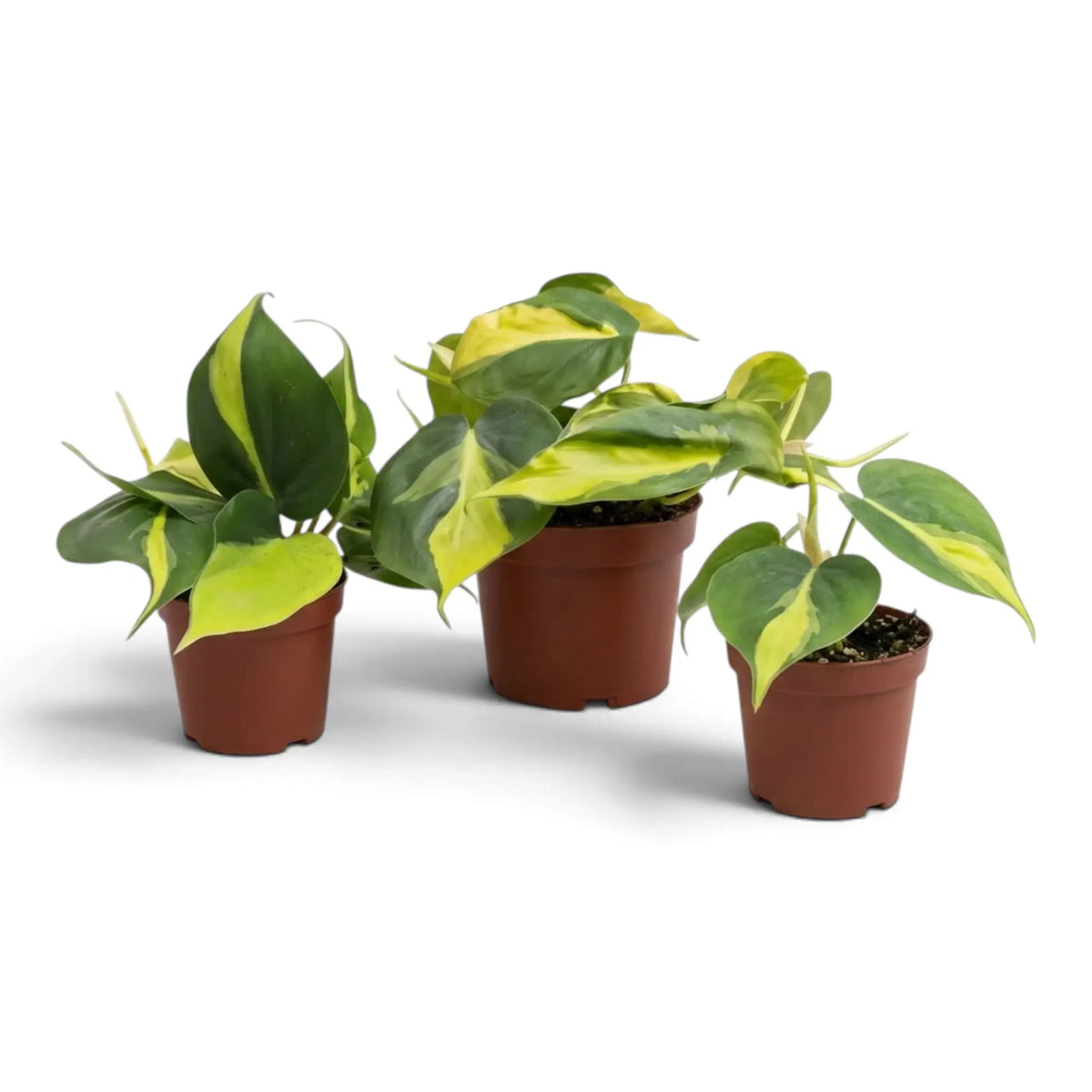 Baby Philodendron hederaceum var. oxycardium ‘Brasil’ with lime-striped heart-shaped leaves in a nursery pot.