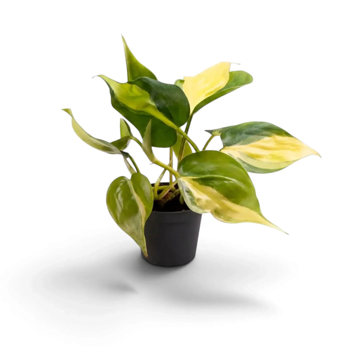 Baby Philodendron hederaceum var. oxycardium ‘Brasil’ with lime-striped heart-shaped leaves in a nursery pot.