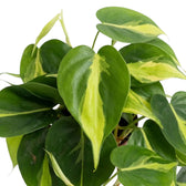Philodendron hederaceum var. oxycardium ‘Brasil’ foliage close-up with lime-yellow variegation on heart-shaped green leaves.