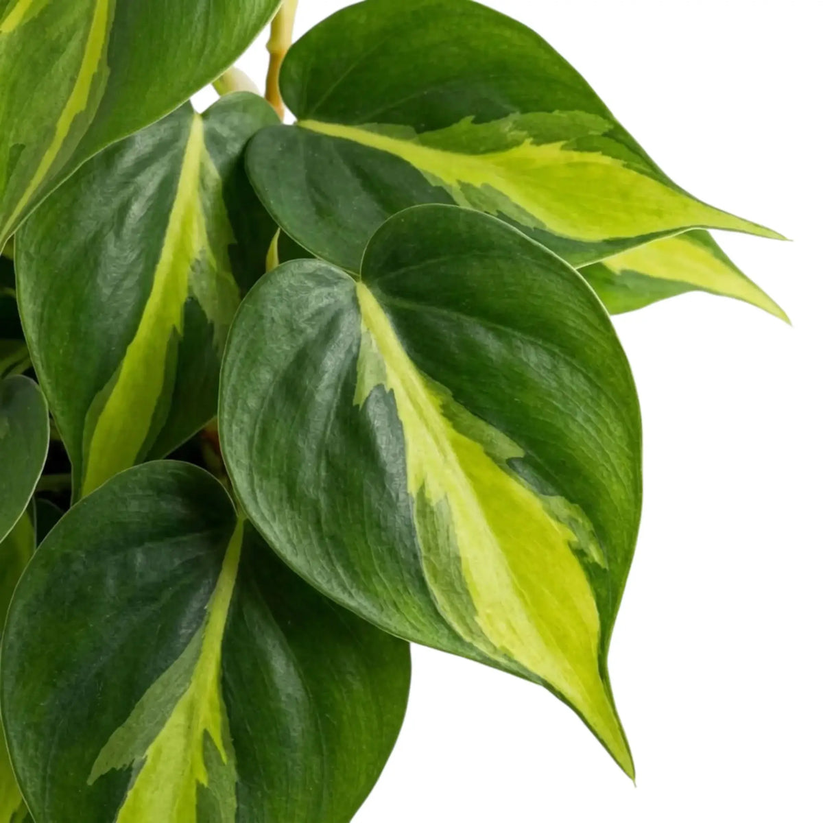 Philodendron hederaceum var. oxycardium ‘Brasil’ foliage close-up with lime-yellow variegation on heart-shaped green leaves.