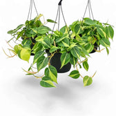 Large Philodendron hederaceum var. oxycardium ‘Brasil’ with lime-striped heart-shaped leaves in a nursery pot.