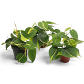 Medium Philodendron hederaceum var. oxycardium ‘Brasil’ with lime-striped heart-shaped leaves in a nursery pot.