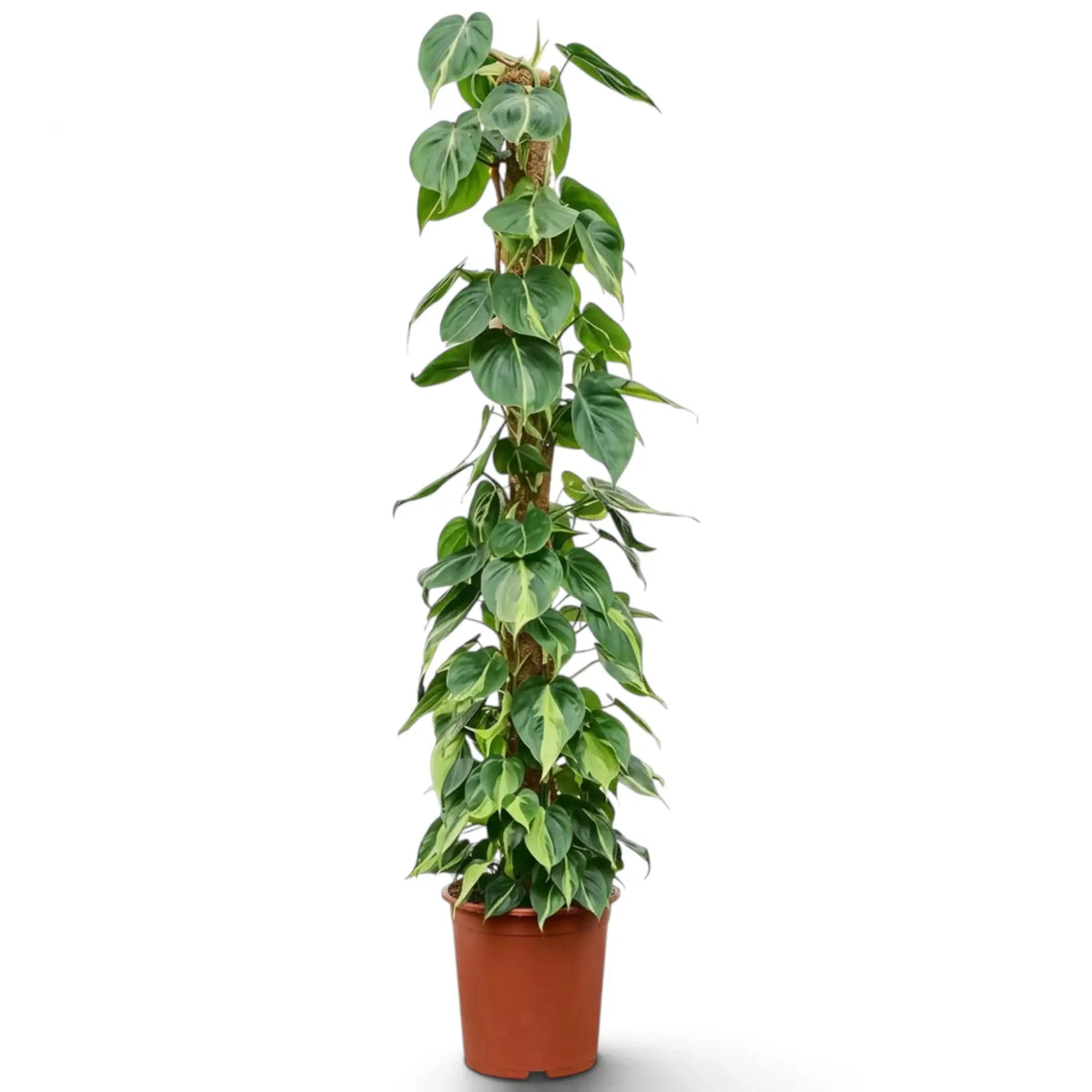 XXL Philodendron hederaceum var. oxycardium ‘Brasil’ with long vines of lime-striped heart-shaped leaves.