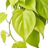 Blattdetail von Philodendron hederaceum ‘Lime Neon’ mit herzförmigen limettengrünen Blättern.