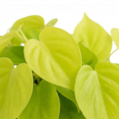 Blattdetail von Philodendron hederaceum ‘Lime Neon’ mit herzförmigen limettengrünen Blättern.