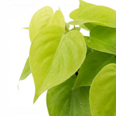 Blattdetail von Philodendron hederaceum ‘Lime Neon’ mit herzförmigen limettengrünen Blättern.