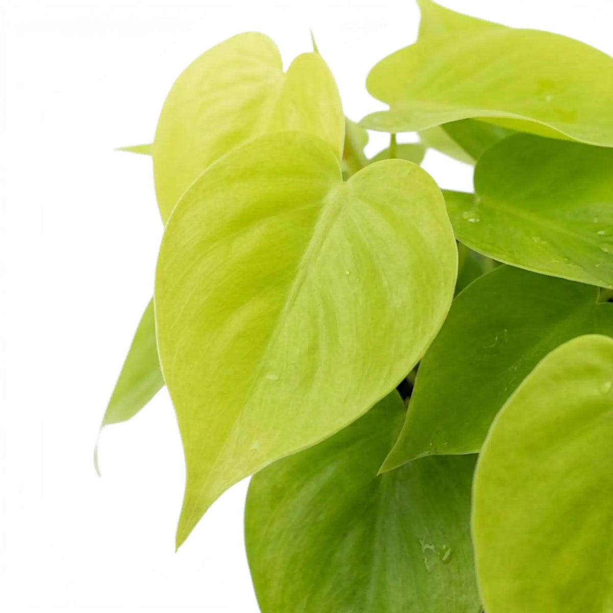 Blattdetail von Philodendron hederaceum ‘Lime Neon’ mit herzförmigen limettengrünen Blättern.