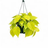 Großer Philodendron hederaceum ‘Lime Neon’ im Kulturtopf.