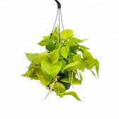 Großer Philodendron hederaceum ‘Lime Neon’ im Kulturtopf.