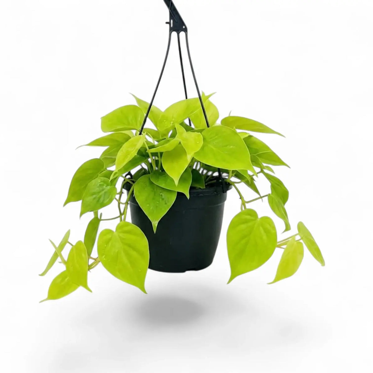 Großer Philodendron hederaceum ‘Lime Neon’ im Kulturtopf.