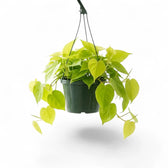 Großer Philodendron hederaceum ‘Lime Neon’ im Kulturtopf.