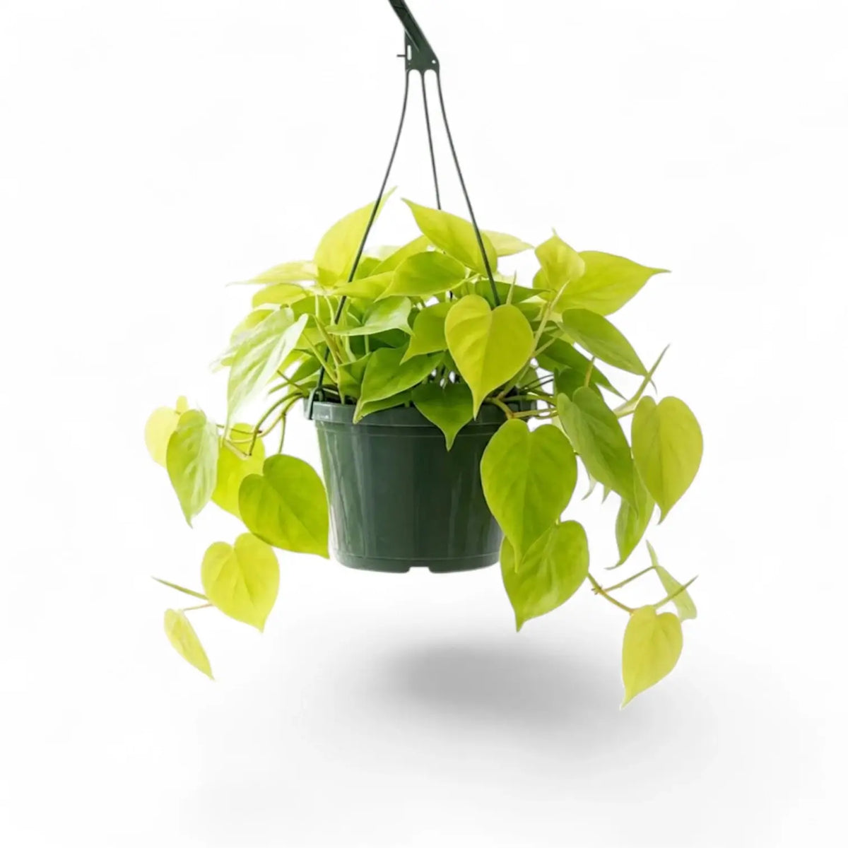 Großer Philodendron hederaceum ‘Lime Neon’ im Kulturtopf.