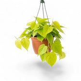 Großer Philodendron hederaceum ‘Lime Neon’ im Kulturtopf.