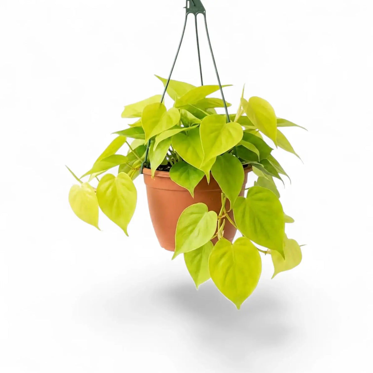 Großer Philodendron hederaceum ‘Lime Neon’ im Kulturtopf.