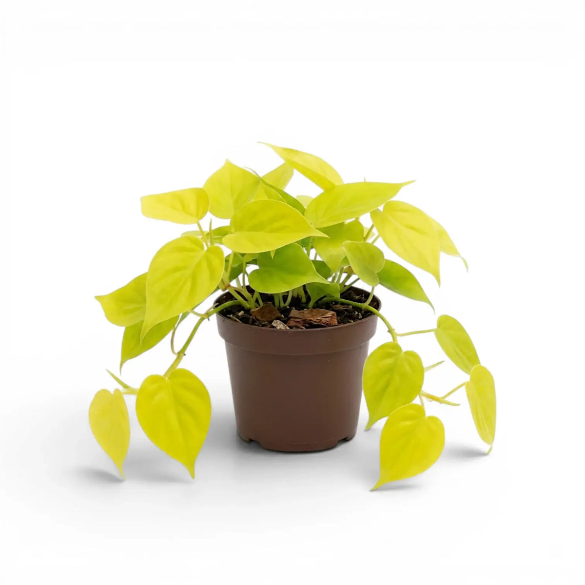 Mittelgroßer Philodendron hederaceum ‘Lime Neon’ im Kulturtopf.
