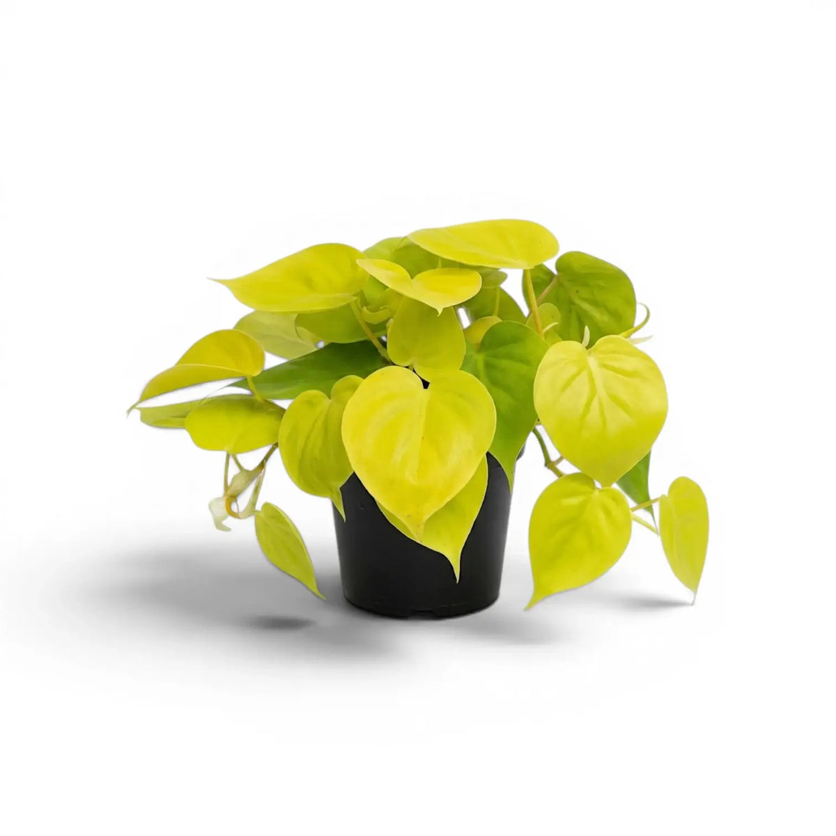 Mittelgroßer Philodendron hederaceum ‘Lime Neon’ im Kulturtopf.
