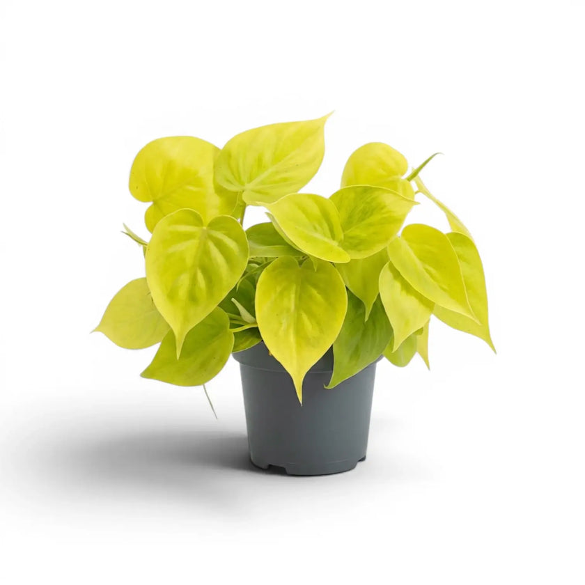 Philodendron hederaceum Lime Neon medium plant in a nursery pot