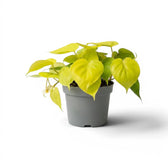 Mittelgroßer Philodendron hederaceum ‘Lime Neon’ im Kulturtopf.