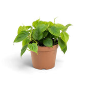 Philodendron hederaceum var. oxycardium with green heart-shaped leaves on trailing stems in a nursery pot.