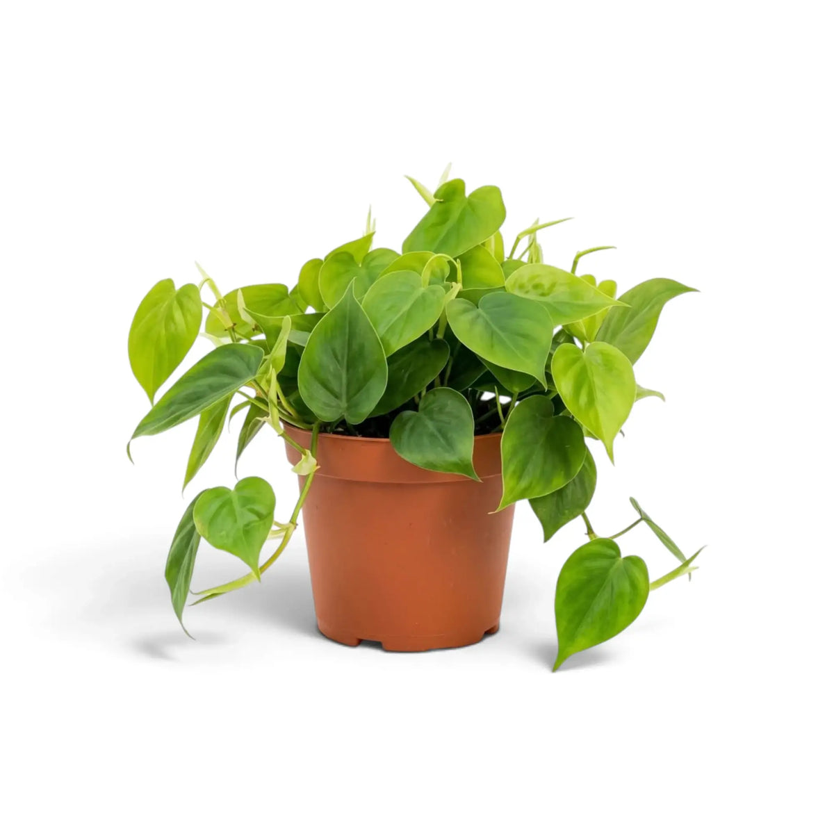 Philodendron hederaceum var. oxycardium with green heart-shaped leaves on trailing stems in a nursery pot.
