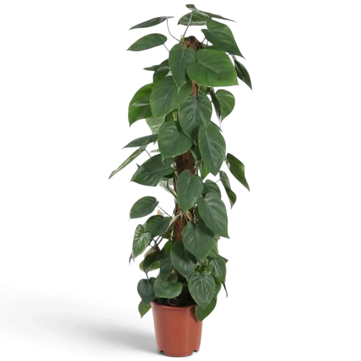 Philodendron hederaceum var. oxycardium with long trailing stems and smooth green heart-shaped leaves.