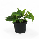 Philodendron hederaceum (Philodendron scandens) plant in a nursery pot against a white background