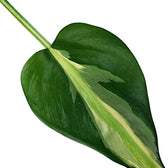 Philodendron hederaceum var. oxycardium 'Cream Splash' leaf close-up on white background.