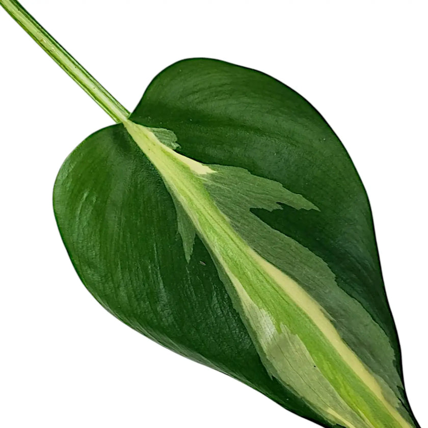 Philodendron hederaceum var. oxycardium 'Cream Splash' leaf close-up on white background.