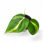 Philodendron hederaceum var. oxycardium 'Cream Splash' potted plant in nursery pot on white background.