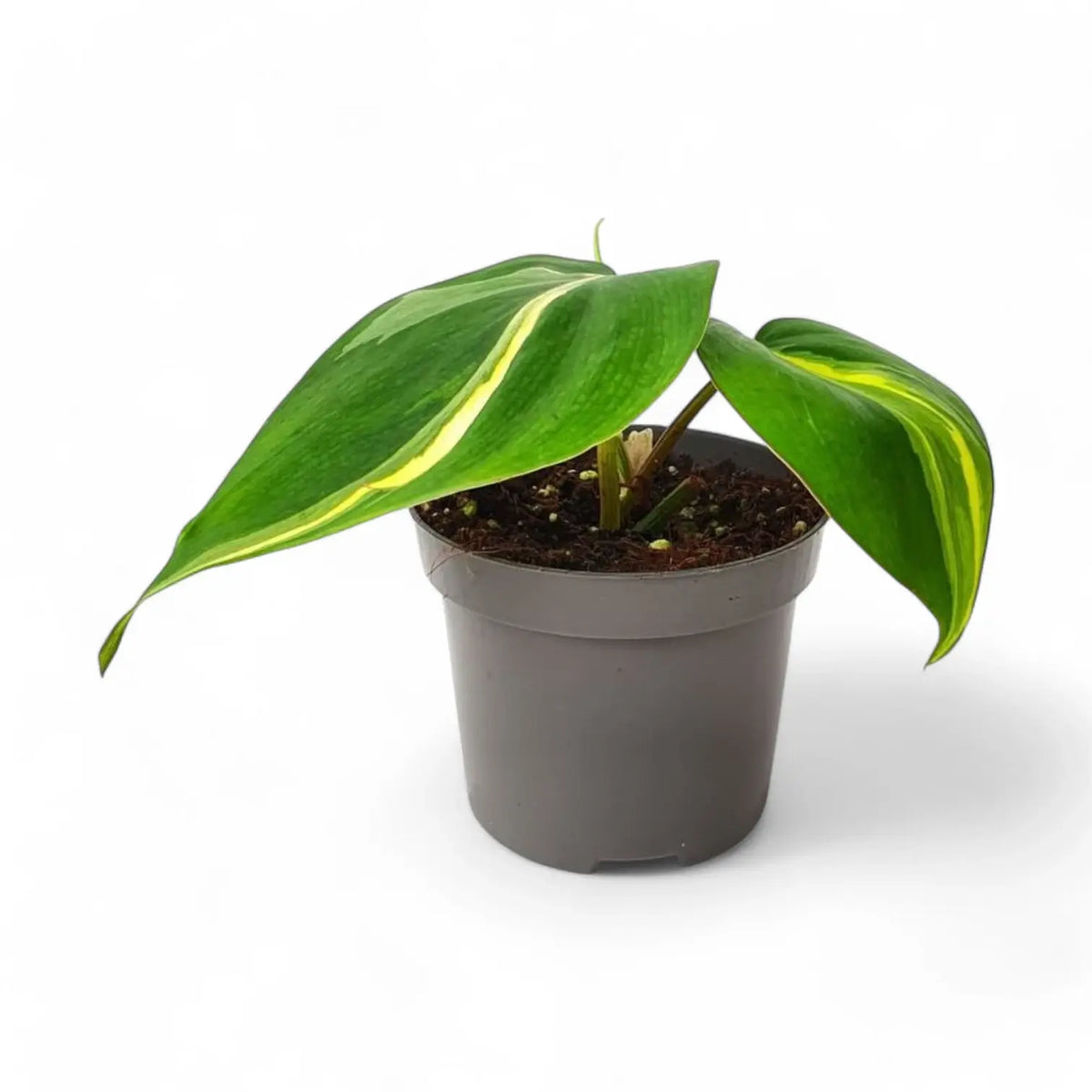 Philodendron hederaceum var. oxycardium 'Cream Splash' potted plant in nursery pot on white background.