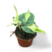 Philodendron hederaceum var. oxycardium 'Cream Splash' potted plant in nursery pot on white background.