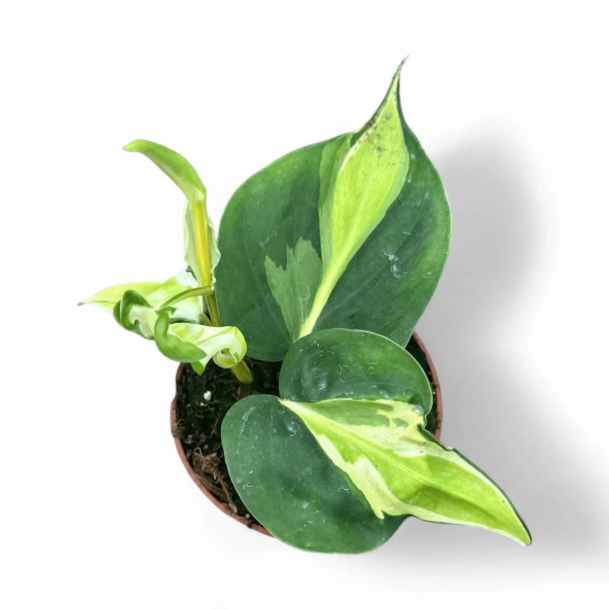 Philodendron hederaceum var. oxycardium 'Cream Splash' potted plant in nursery pot on white background.