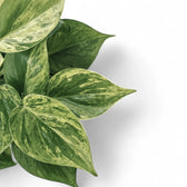 Philodendron hederaceum var. oxycardium variegata leaf detail on white background.
