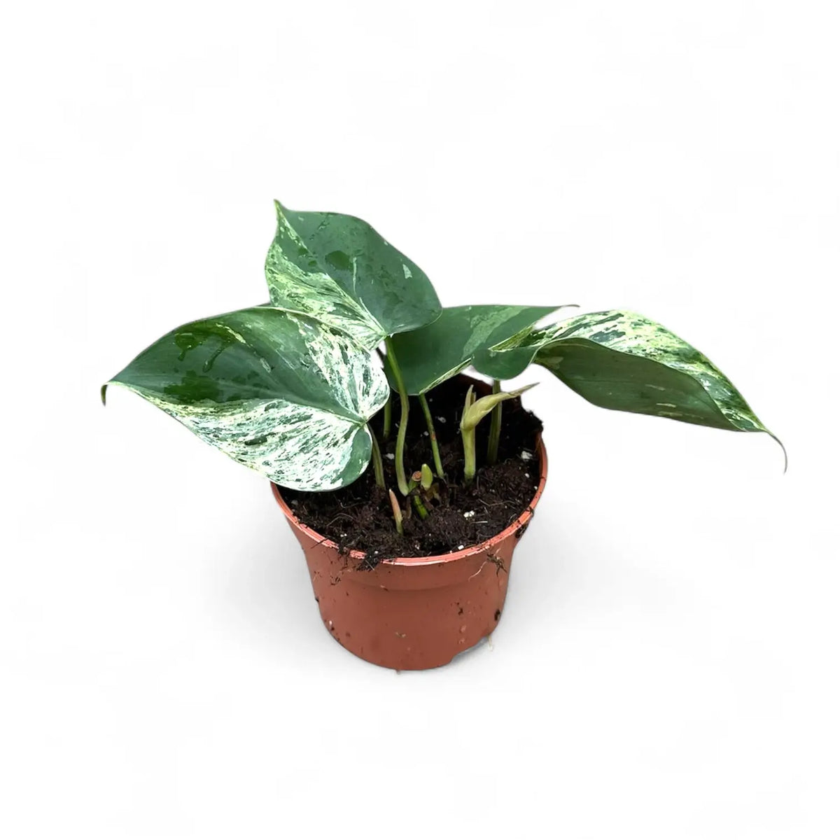 Philodendron hederaceum var. oxycardium variegata potted plant in nursery pot on white background.