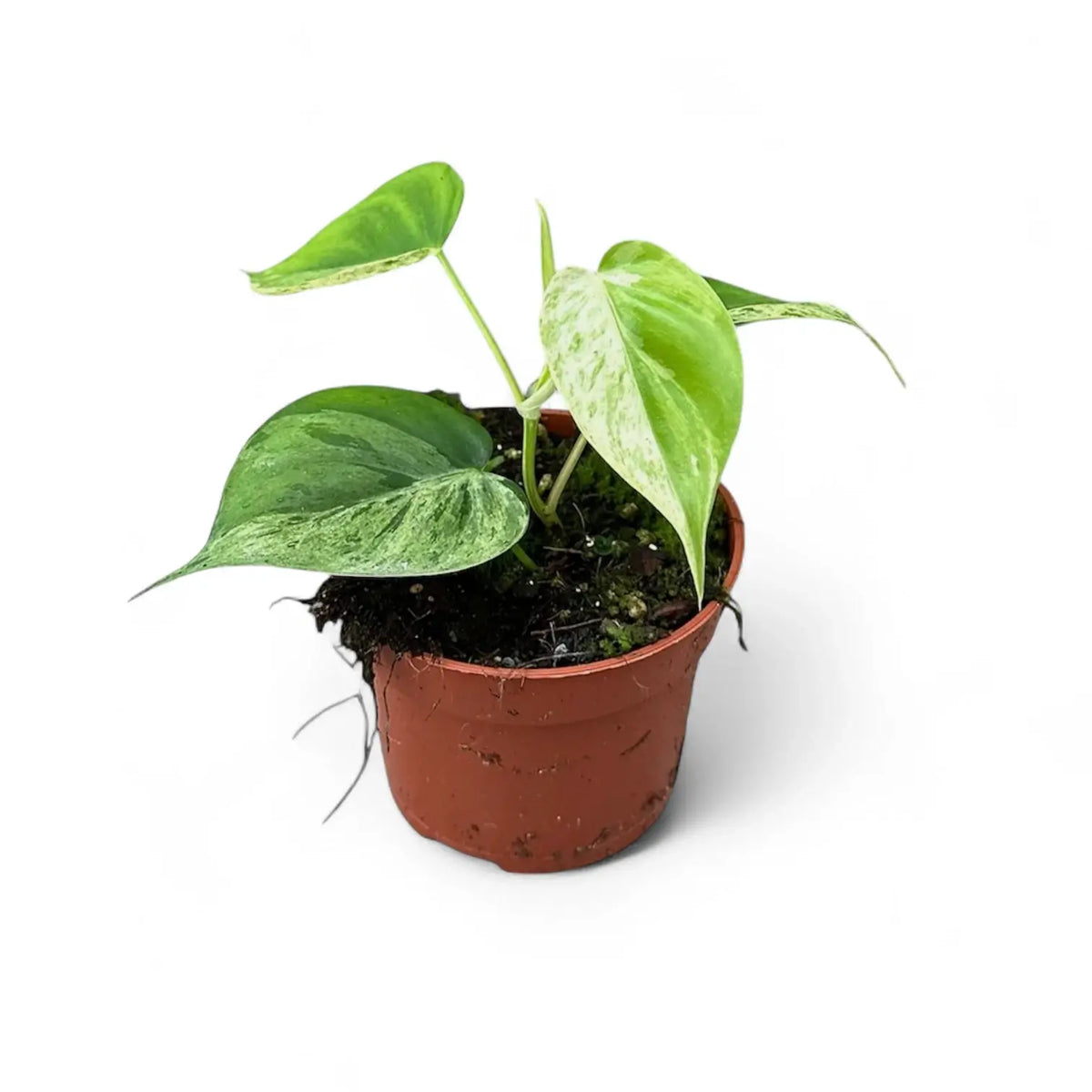Philodendron hederaceum var. oxycardium variegata potted plant in nursery pot on white background.