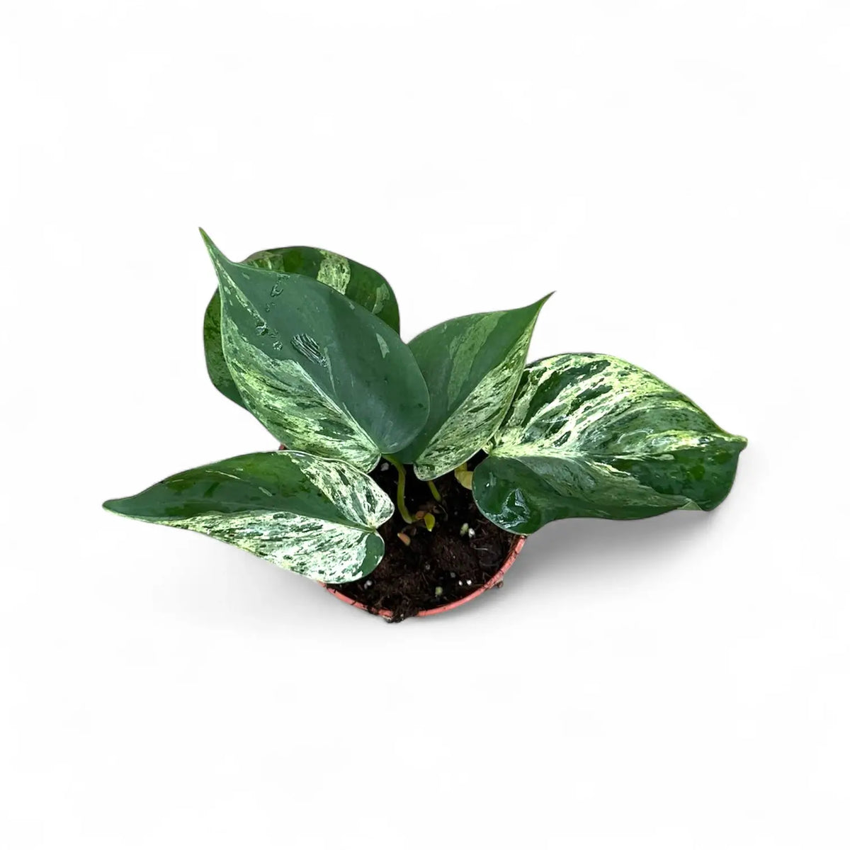 Philodendron hederaceum var. oxycardium variegata potted plant in nursery pot on white background.
