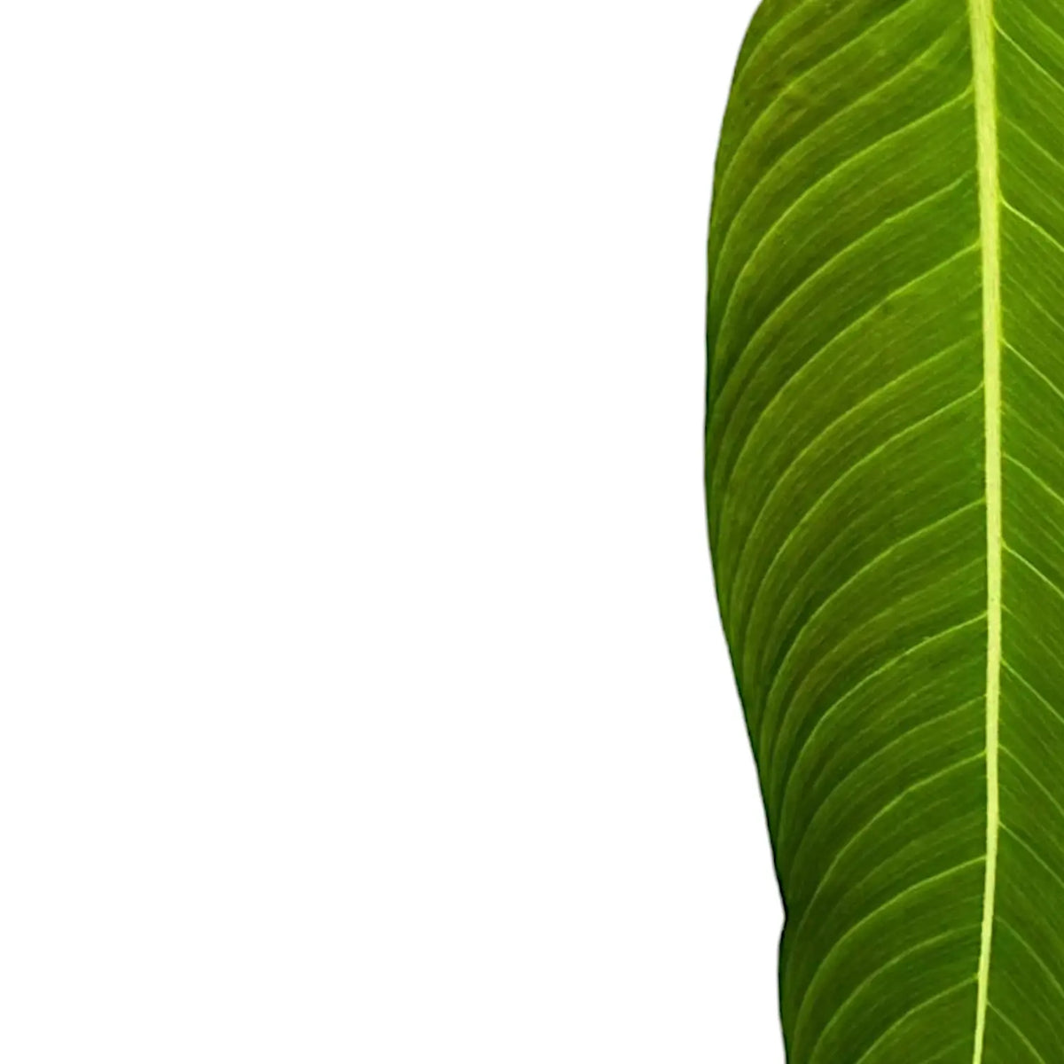 Philodendron heterocraspedon close-up of leaf on white background.