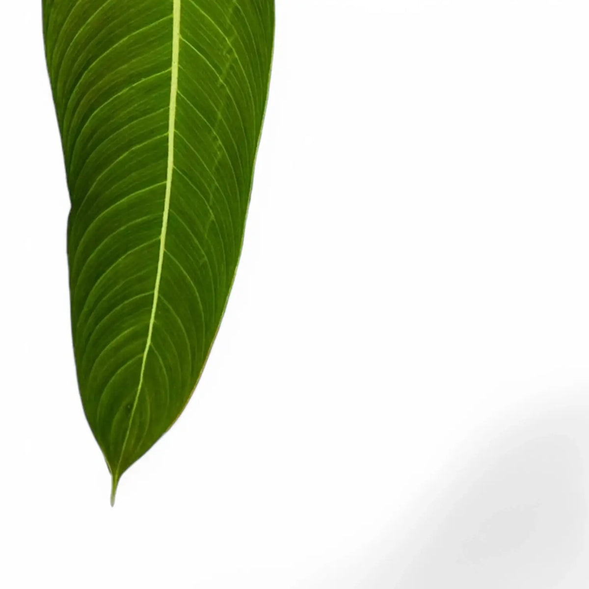 Philodendron heterocraspedon potted plant in nursery pot on white background.